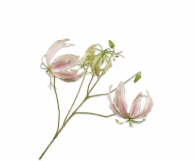Gloriosa licht roze Silk-ka - H89 cm