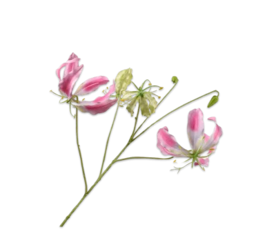 gloriosa roze