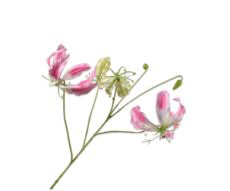 gloriosa roze
