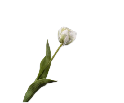 witte silk-ka tulp