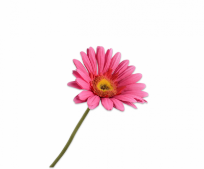Gerbera roze Silk-ka - H61 cm
