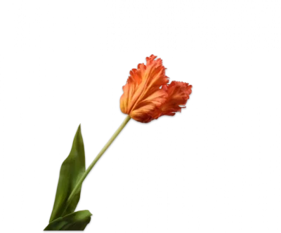 Oranje rood tulp - Silk-ka Real Touch - H71 cm
