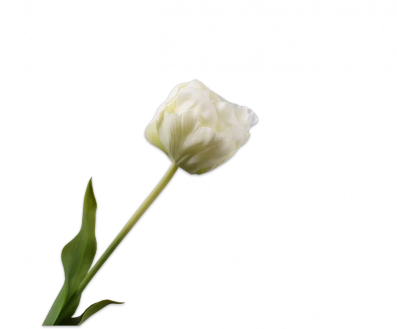 Witte tulp - Silk-ka Real Touch - H66 cm
