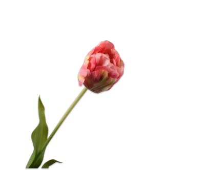 Roze gele tulp - Silk-ka Real Touch - H66 cm