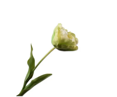 witte kunst tulp