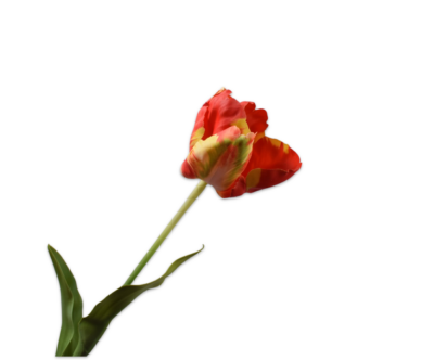 tulp rood