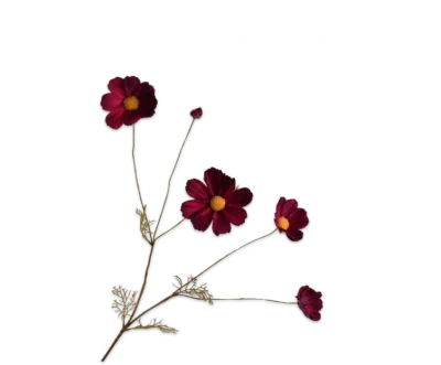 Cosmos bordeaux Silk-ka - H92 cm