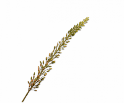 Eremurus bruin Silk-ka - H118 cm