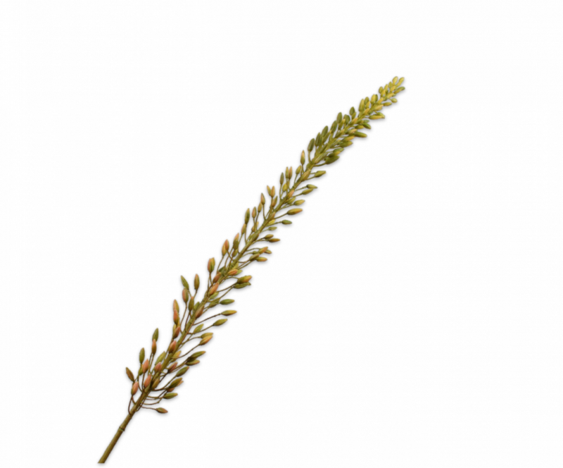 Eremurus bruin Silk-ka - H118 cm