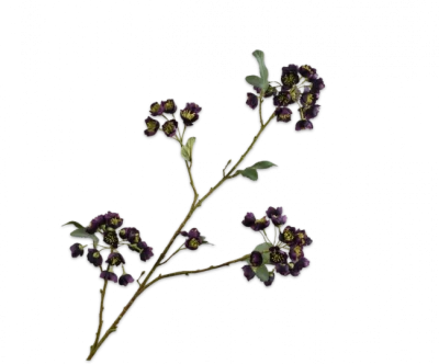 Helleborus bordeaux paars Silk-ka - H100 cm