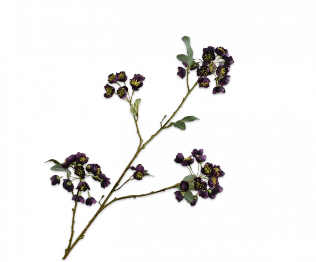 Helleborus bordeaux paars Silk-ka - H100 cm