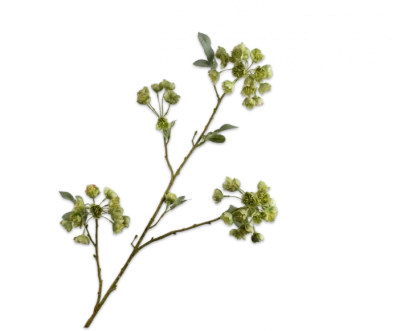 Helleborus groen Silk-ka - H100 cm