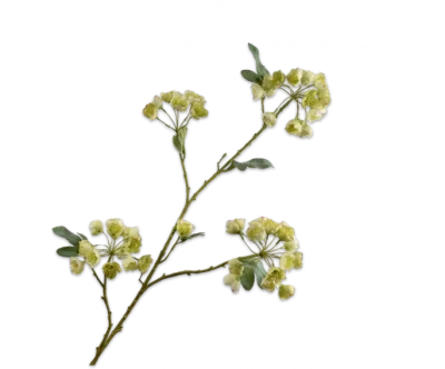 Helleborus beige groen Silk-ka - H100 cm