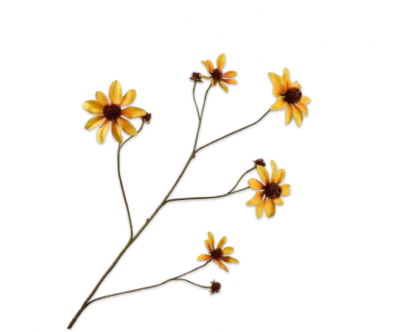 Rudbeckia geel Silk-ka - H91 cm