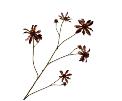 Rudbeckia burgundy Silk-ka - H91 cm