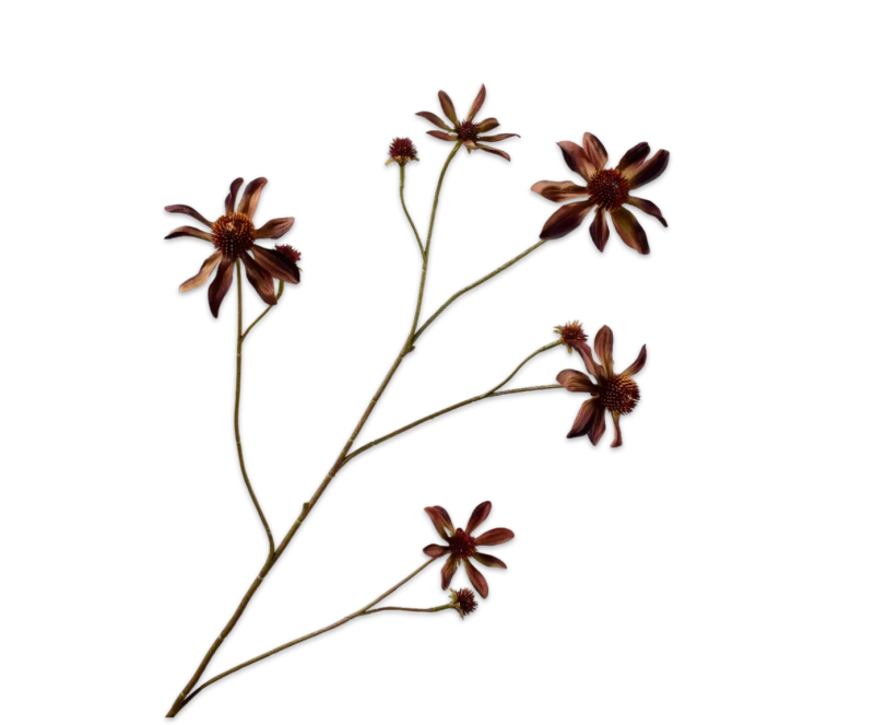 Rudbeckia burgundy Silk-ka - H91 cm