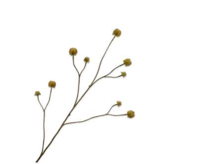 Rudbeckia tak groen Silk-ka - H91 cm