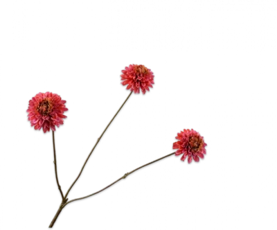 Dahlia tak roze Silk-ka - H65 cm