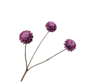 Dahlia tak paars Silk-ka - H65 cm