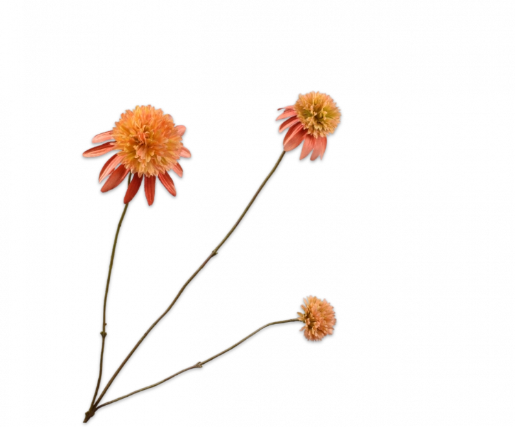 Rudbeckia zalm Silk-ka - H66 cm