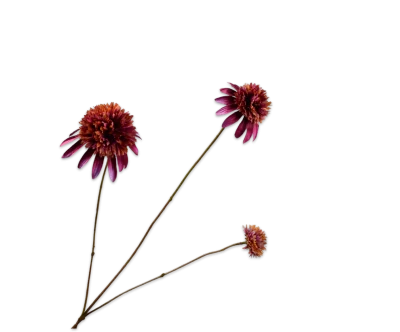 Rudbeckia paars Silk-ka - H66 cm