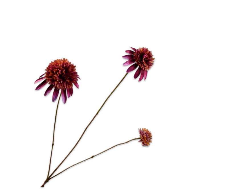Rudbeckia paars Silk-ka - H66 cm