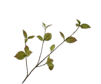 silk-ka groene tak