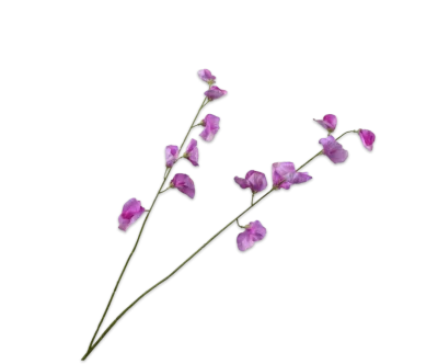 lathyrus roze