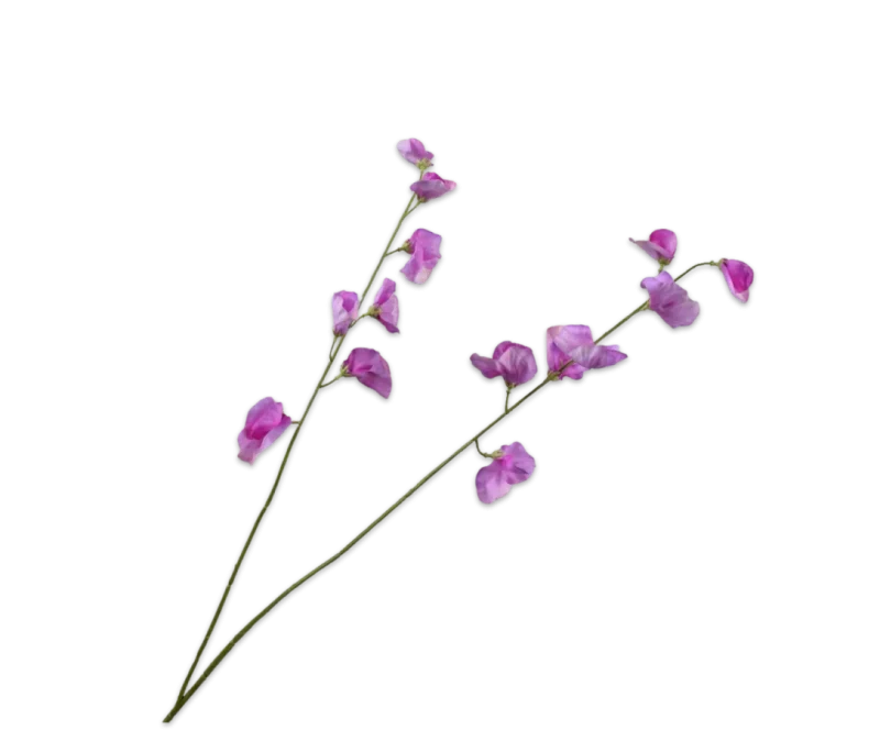 lathyrus roze