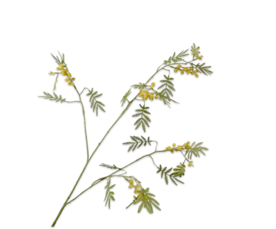 kunst mimosa tak