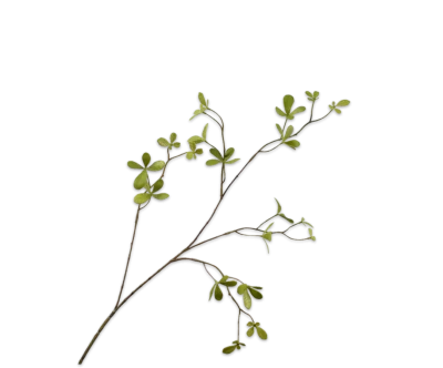 bucida silk-ka groene tak