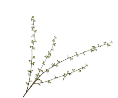 groene tak silk-ka