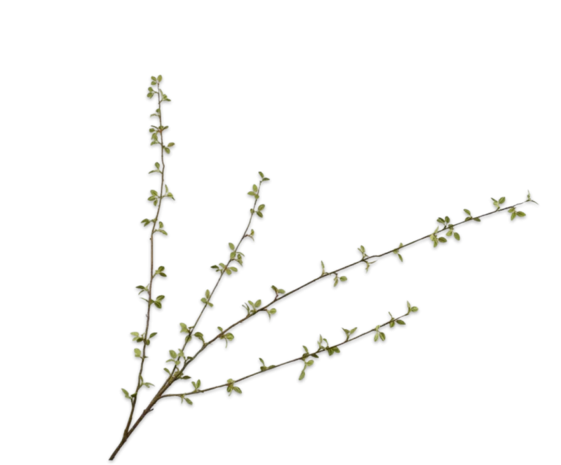 groene tak silk-ka