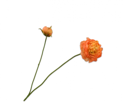 silkka oranje ranonkel