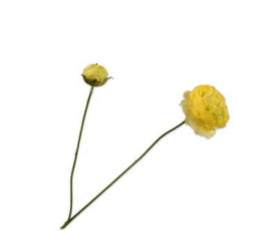 silk-ka ranonkel geel
