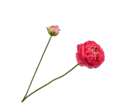 silk-ka ranonkel