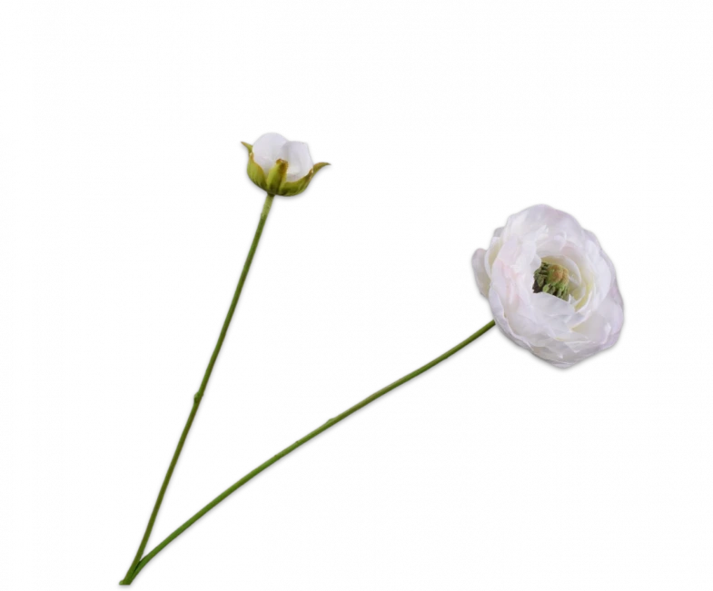 silkka ranonkel wit