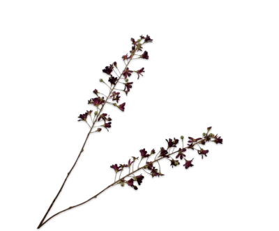 hyacint silk-ka