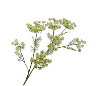 dille groen
