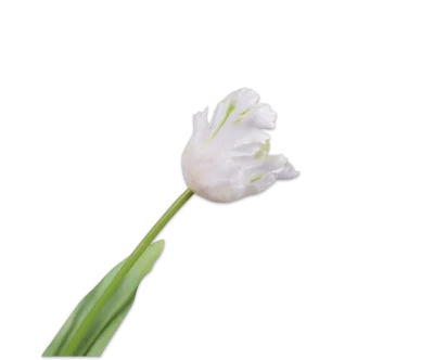 Papegaai tulp wit – Silk-ka Real Touch – H61 cm