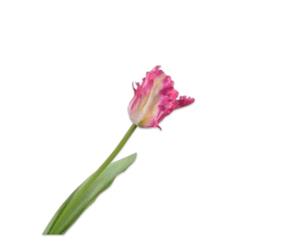 Papegaai tulp roze - Silk-ka Real Touch - H61 cm