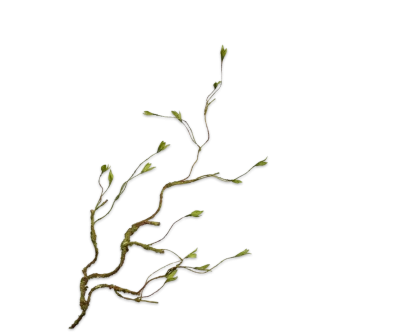 wilgentak silk-ka