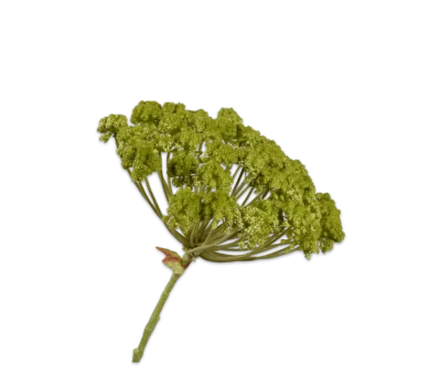 dille groen
