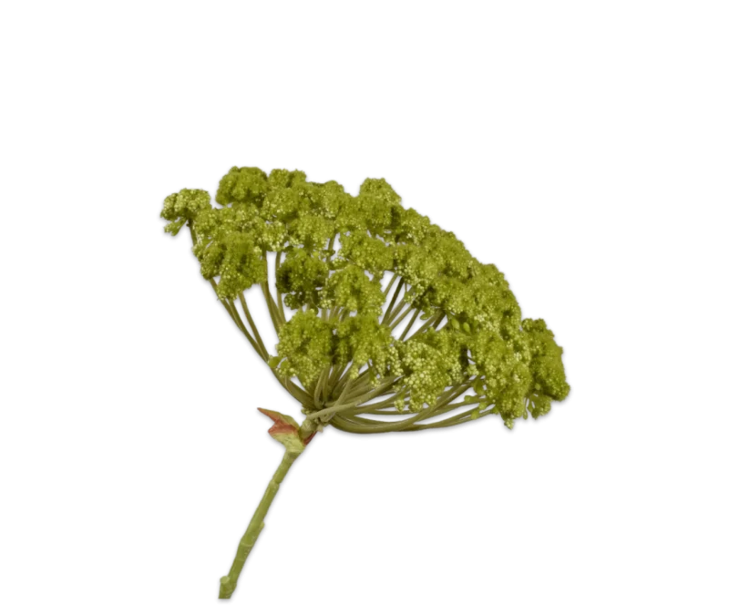 dille groen