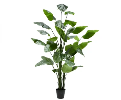 Strelitzia Silk-ka - H300 cm