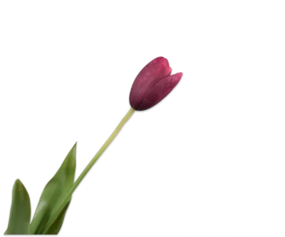 Bordeaux tulp - Silk-ka Real Touch - H82 cm