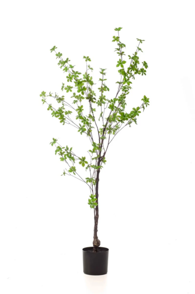 Oost-Indische kers plant/boom tropaeolum speciosum - H150 cm