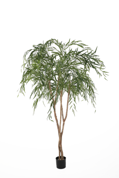 Grote plant Willow - H200 cm