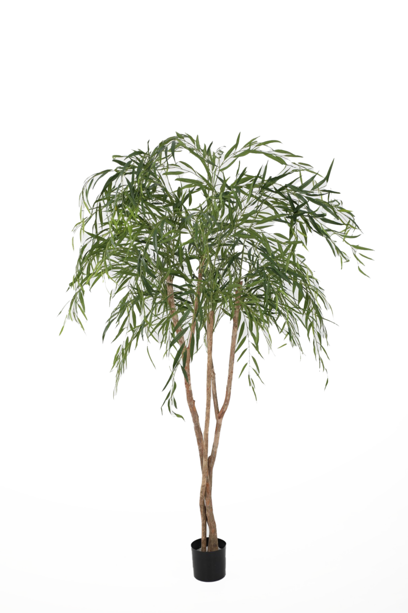 Grote plant Willow - H200 cm