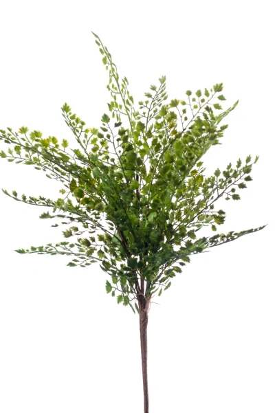 Venushaar groen - H40 cm